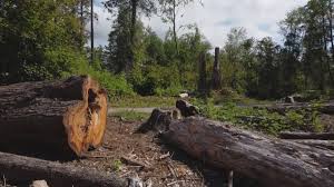 Professional Tree Services in Lake Brownwood, TX