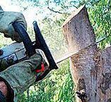 Best Tree Maintenance Programs  in Lake Brownwood, TX