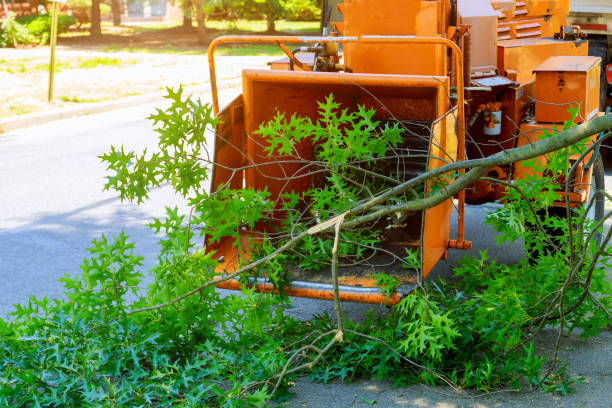 Best Tree Trimming and Pruning  in Lake Brownwood, TX