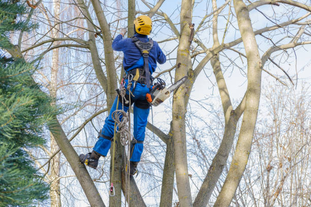 How Our Tree Care Process Works  in  Lake Brownwood, TX