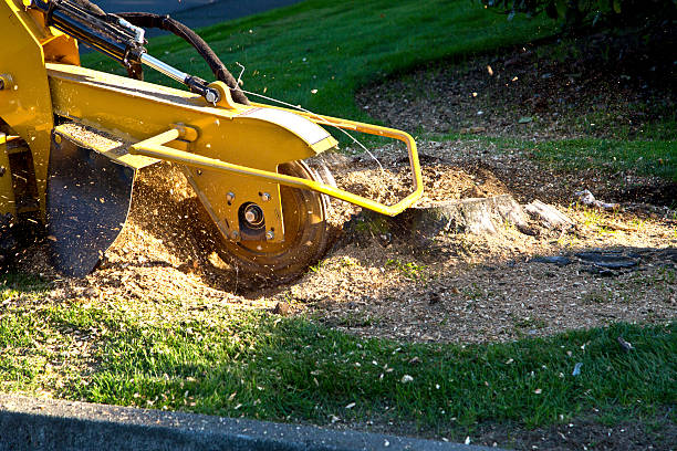 Organic Lawn Care Solutions in Lake Brownwood, TX