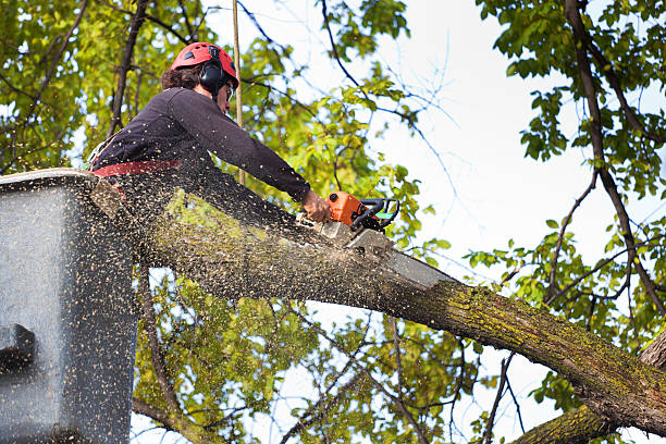 Best Tree and Shrub Care  in Lake Brownwood, TX